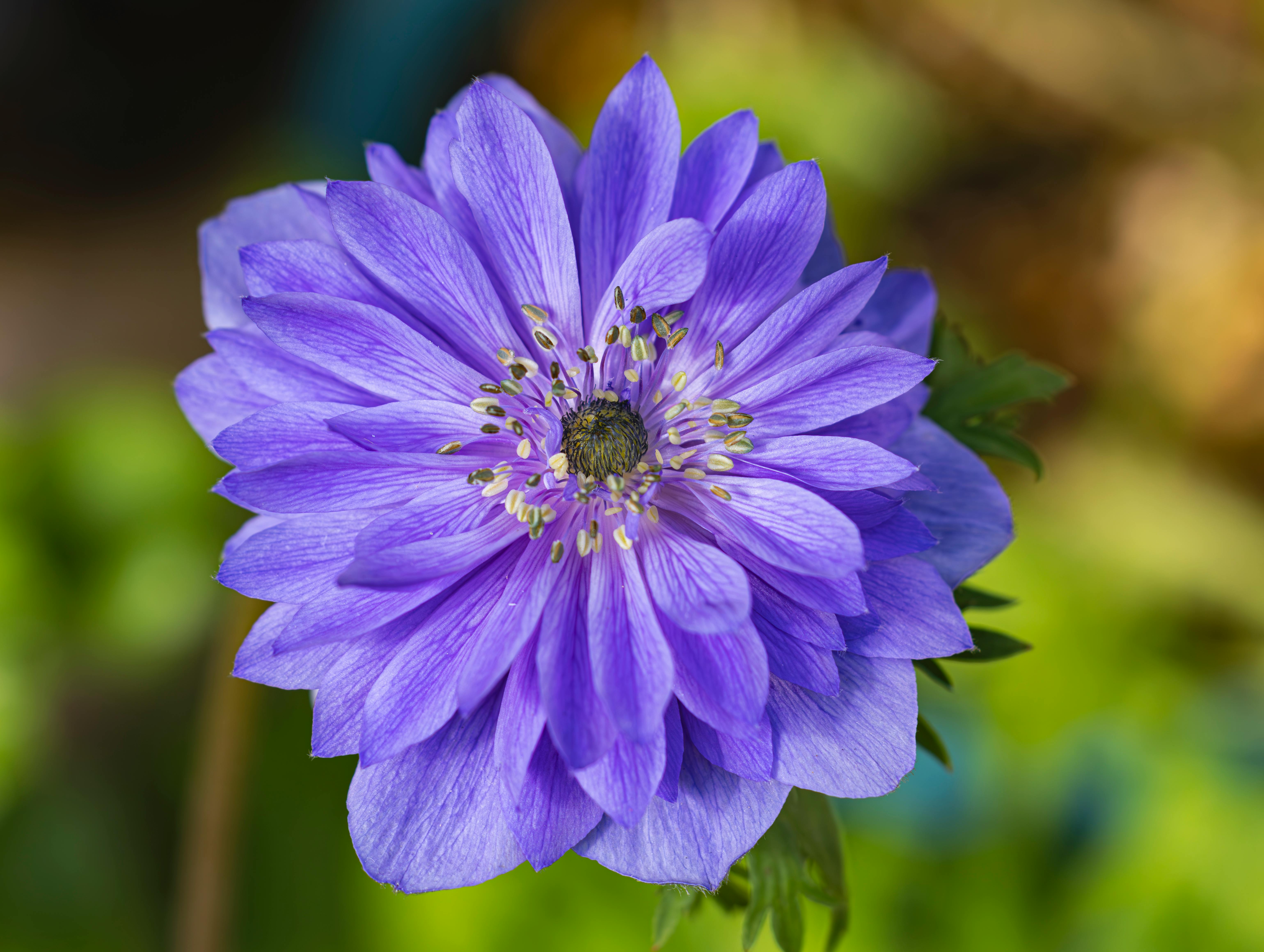 Anemone