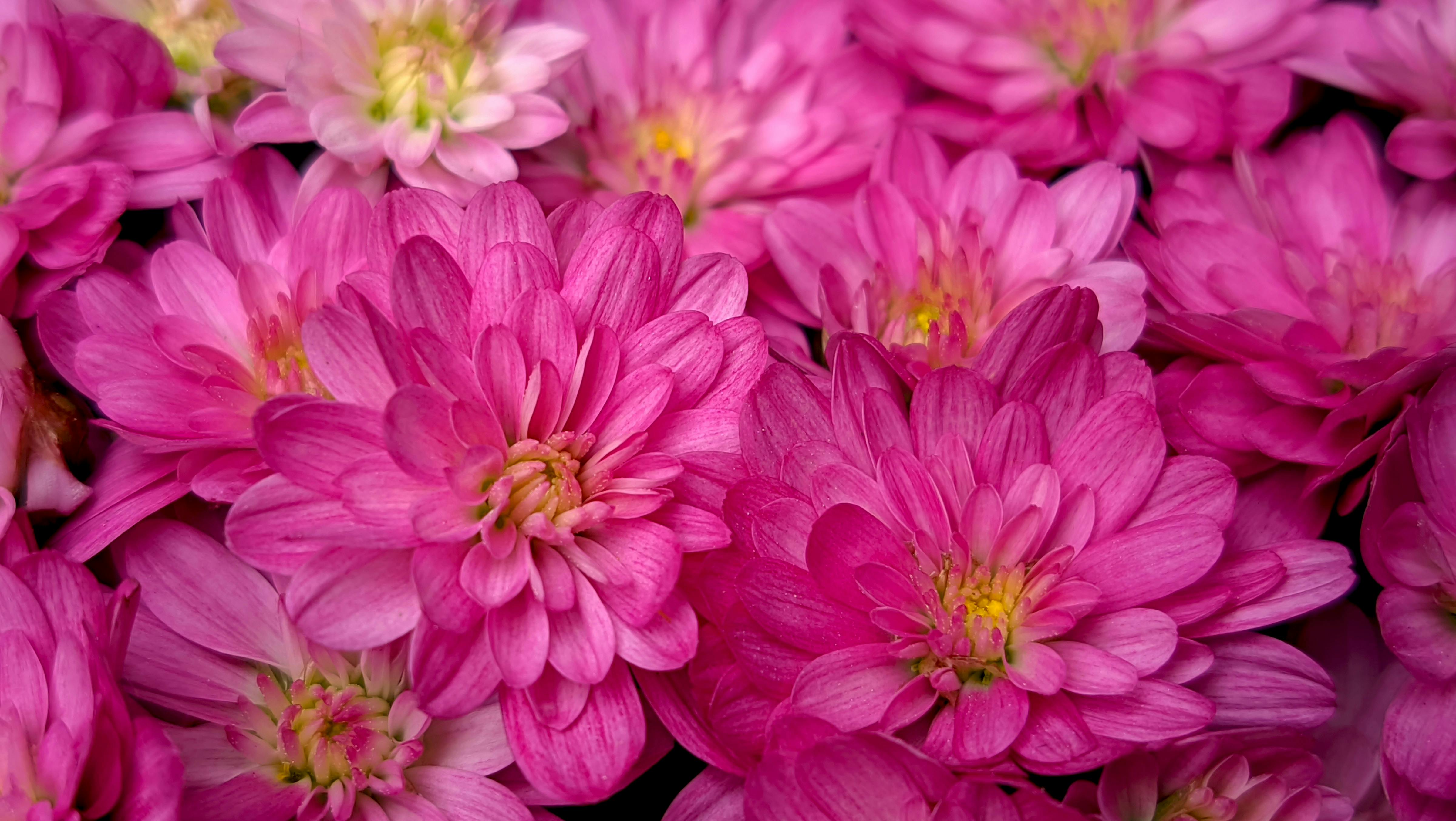 Chrysanthemum