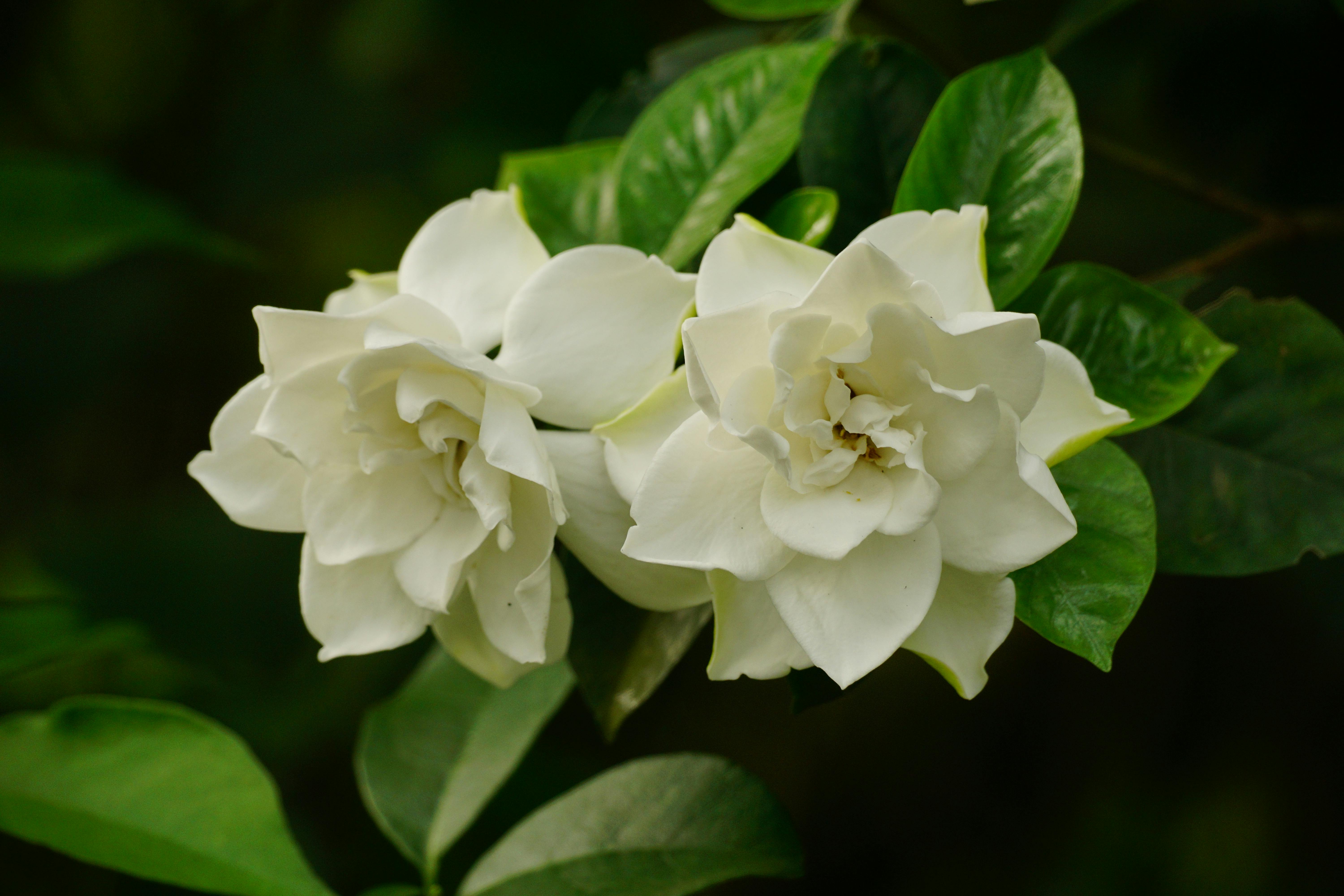 Gardenia