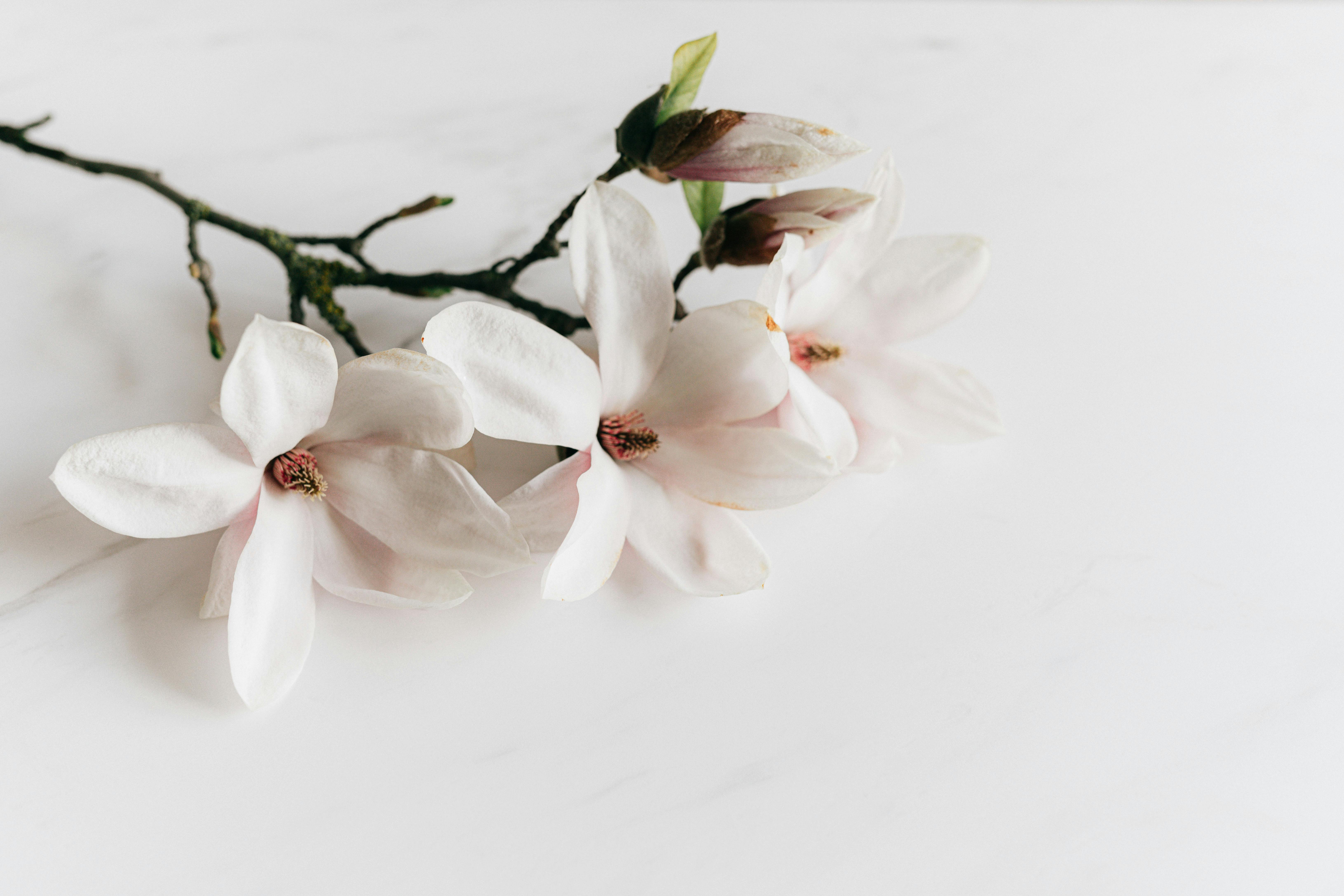 Magnolia