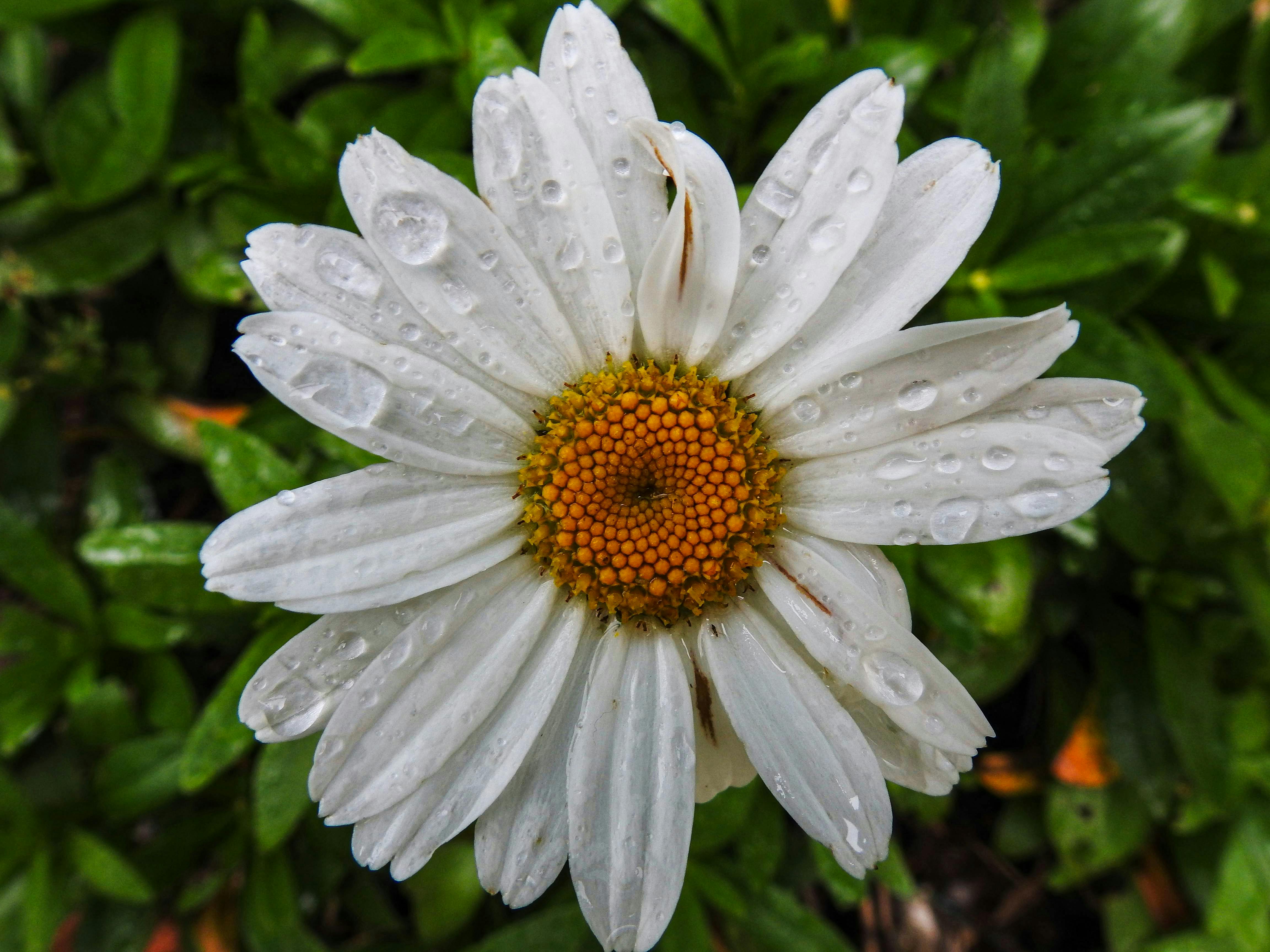 Daisy