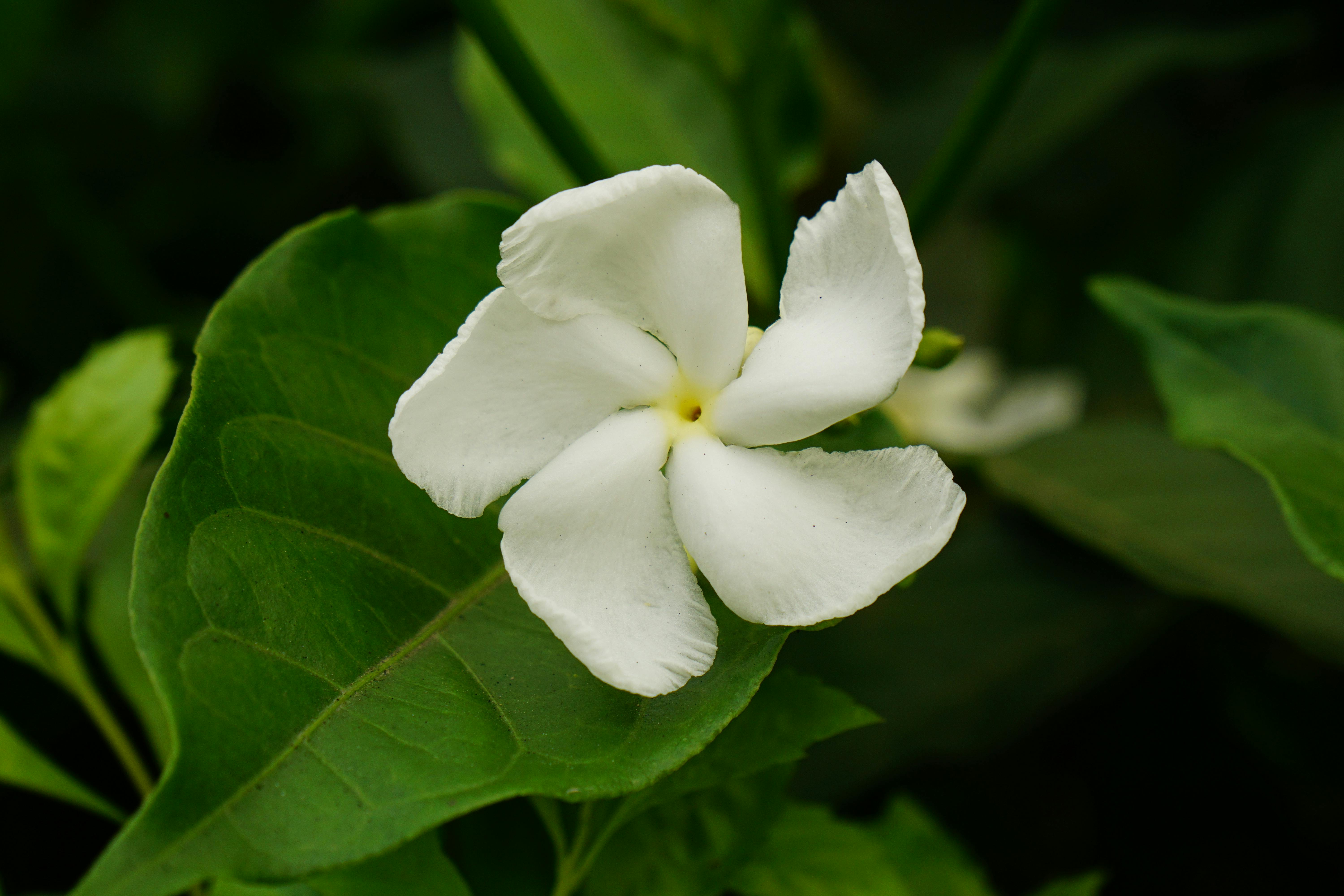 Jasmine