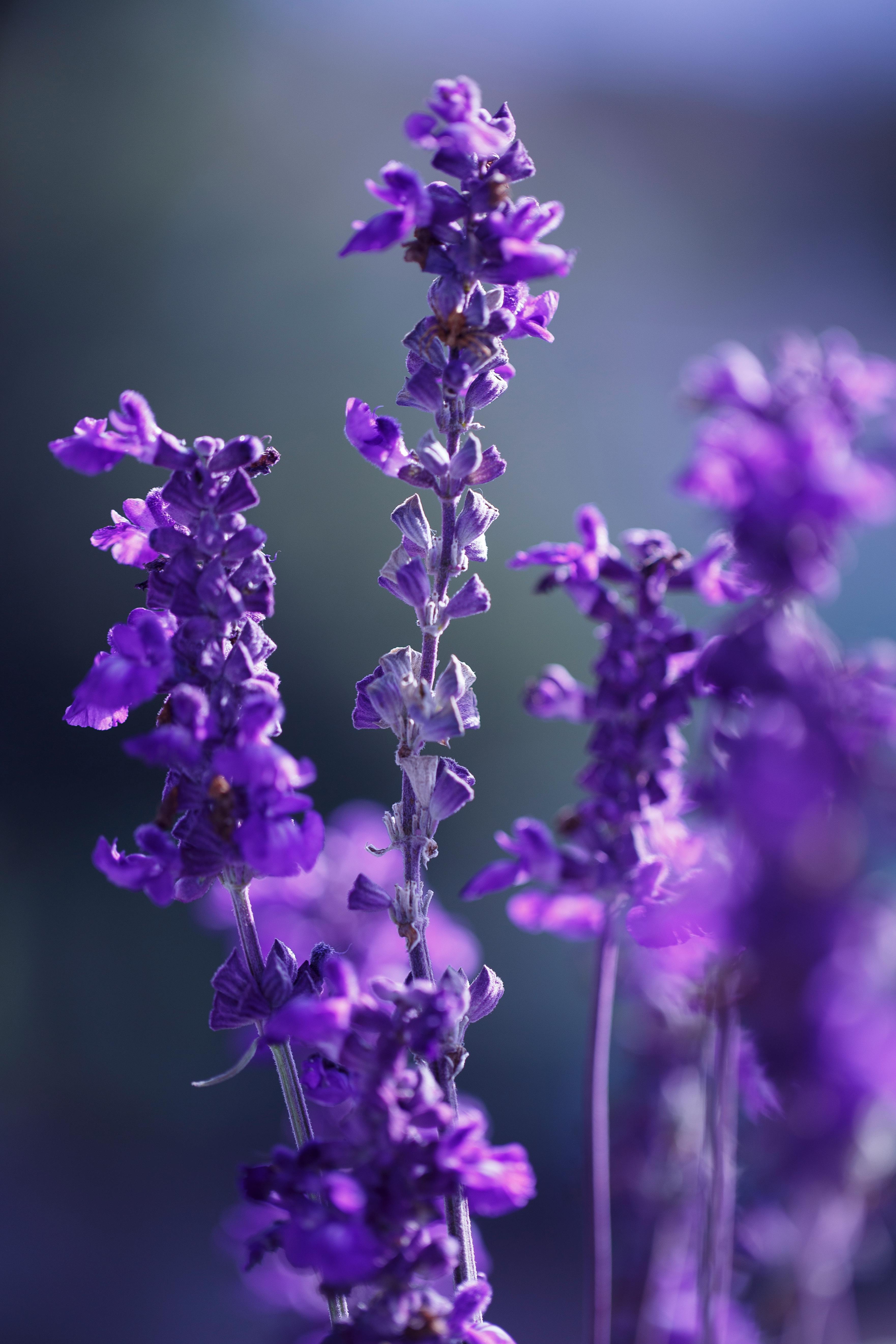 Lavender