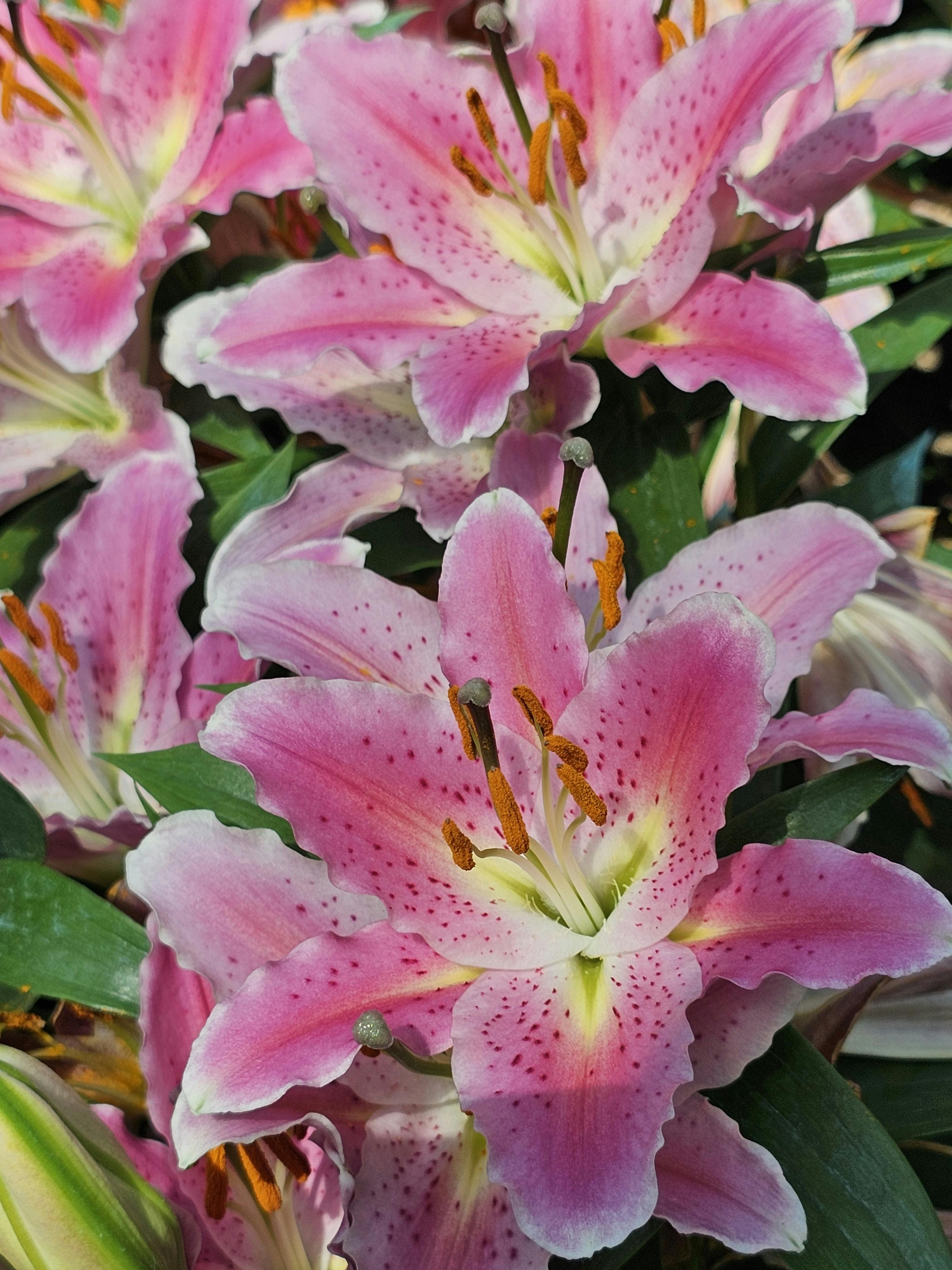 Lily