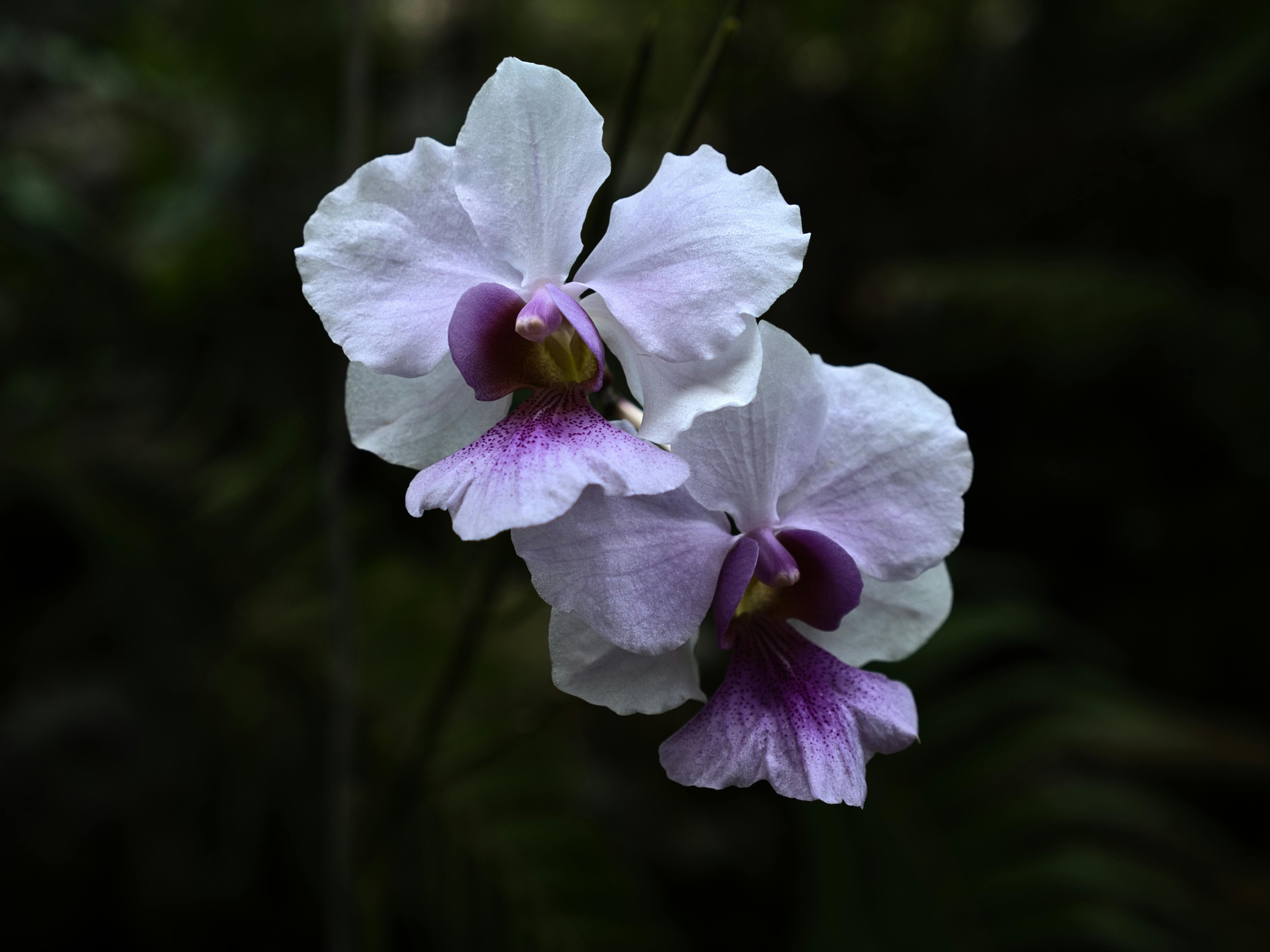Orchid