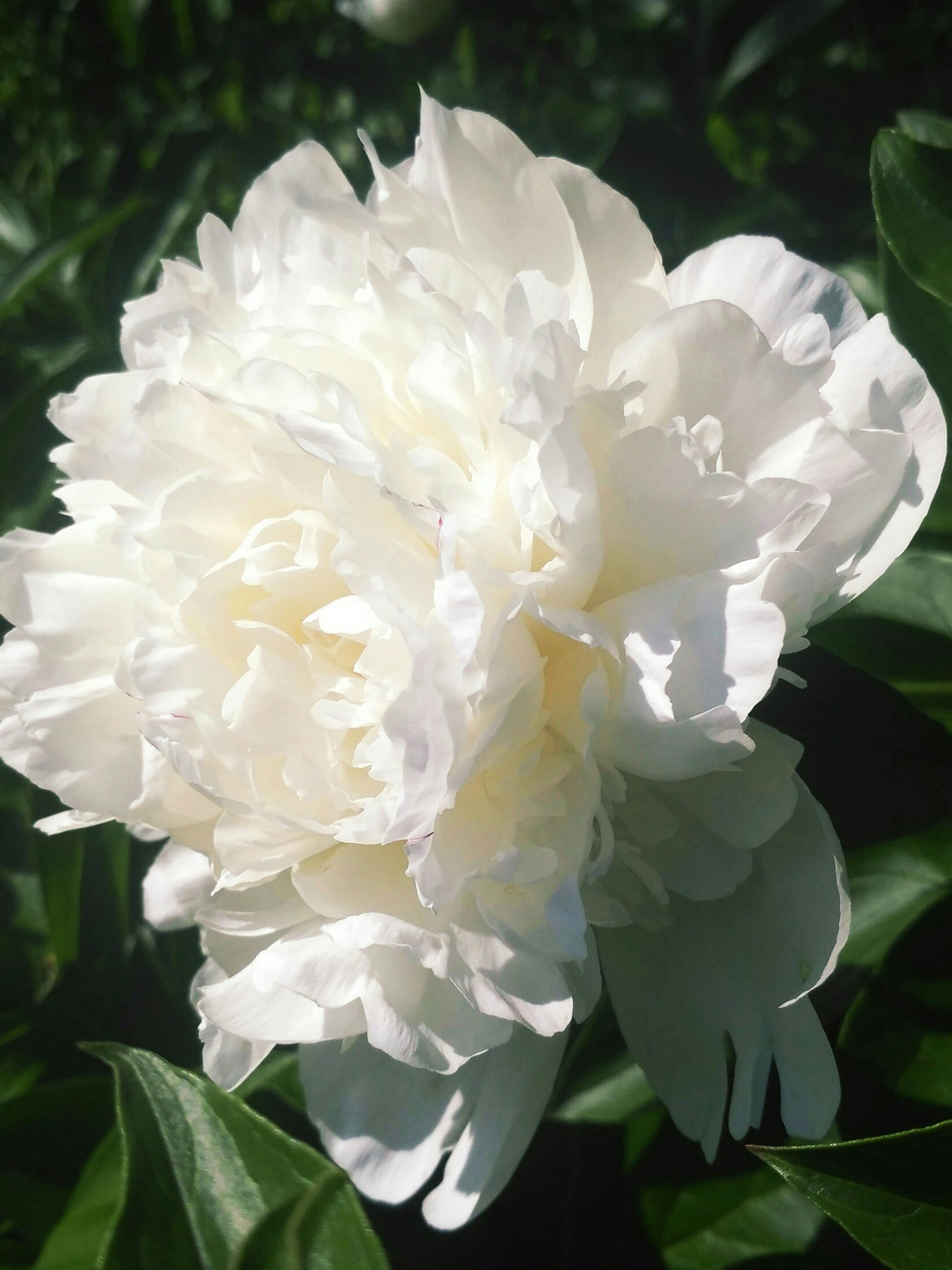 Peony
