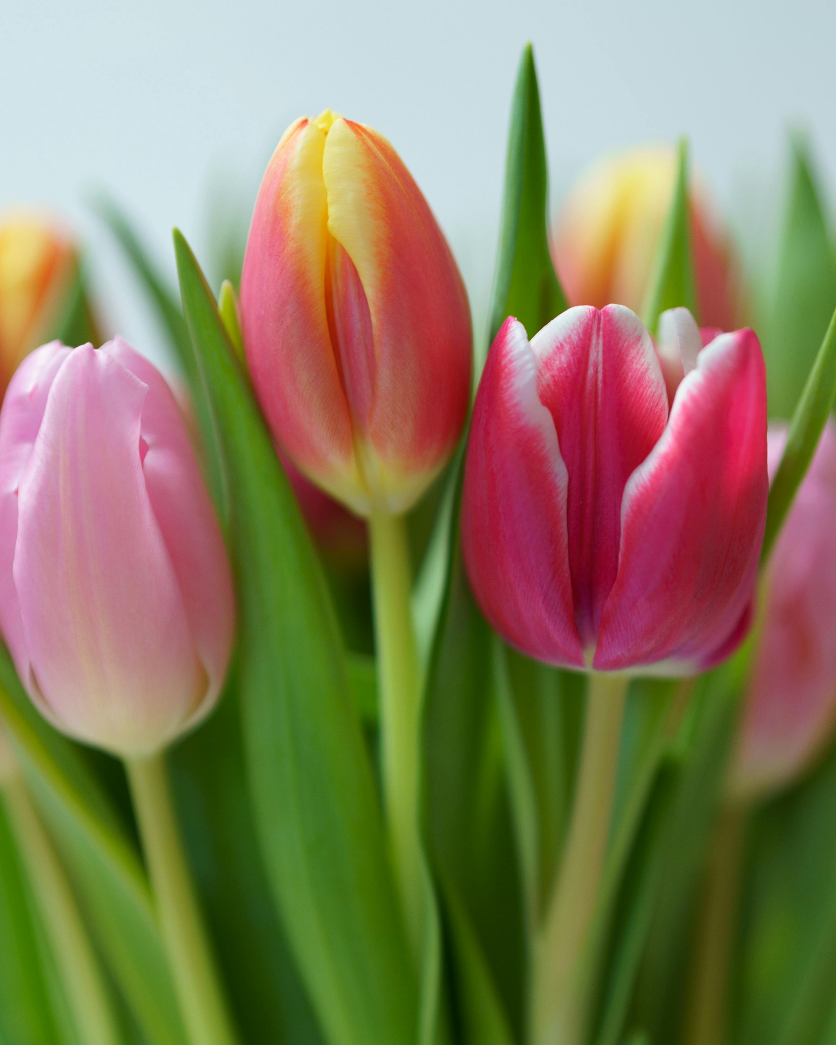 Tulip