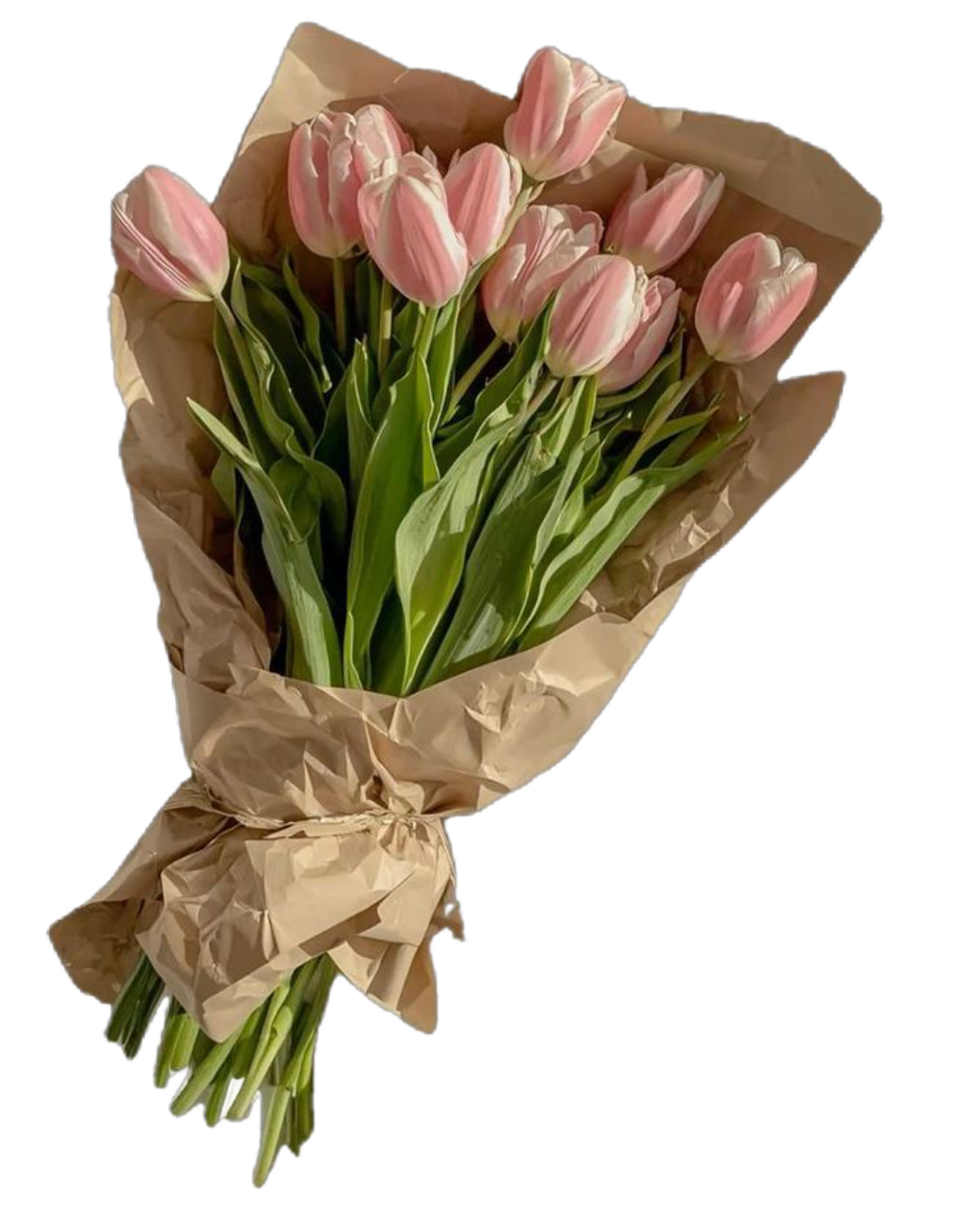 Tulip flower
