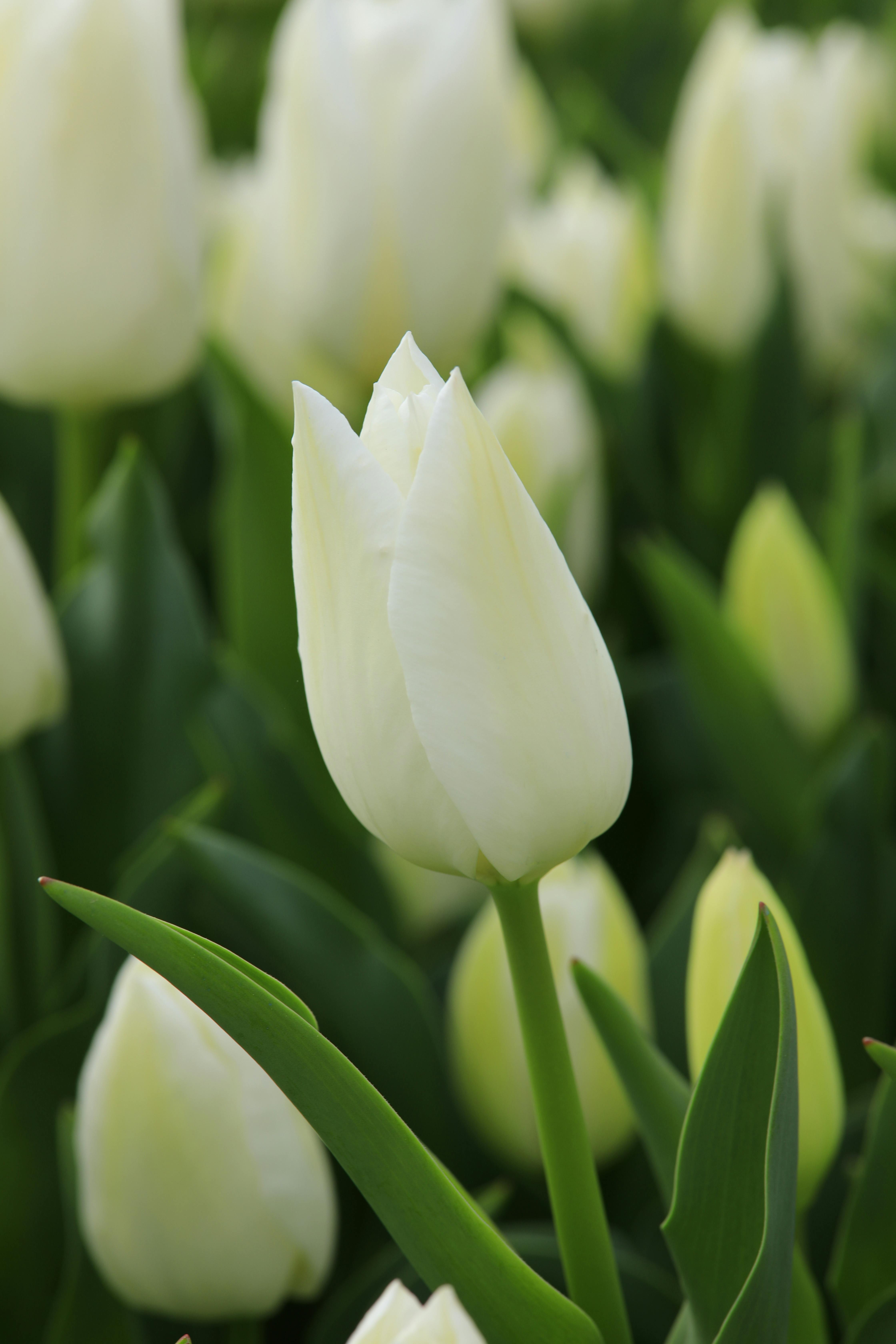 Tulip
